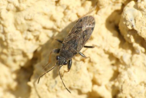 Peritrechus gracilicornis